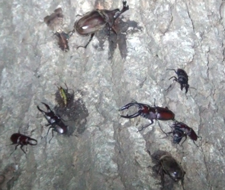 鍬形・兜 一夜城(クワ・カブ60匹)_東京多摩地区・コナラ_2024年7月11日夜